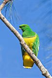 Cloven-feathered Dove